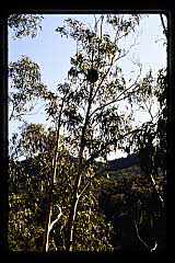 tanSF.C11-13_33()