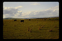 tanSF.C11-14_14()
