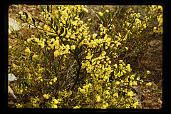tanSF.C11-20_23()