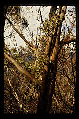 tanSF.C11-20_25()