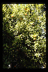 tanSF.C11-22_27()