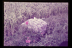 tanSF.D01-09_05()