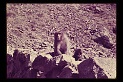 tanSF.D01-26_12()