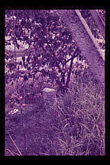 tanSF.D02-05_30()