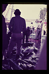 tanSF.D02-19_11()