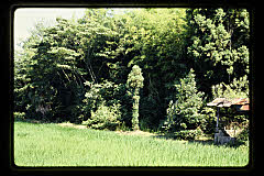 tanSF.D06-06_35()