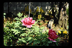 tanSF.D06-07_05()