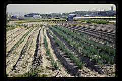 tanSF.D06-07_29()