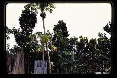 tanSF.D06-09_32()