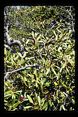 tanSF.D06-19_07()