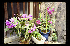 tanSF.D07-12_04()