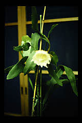 tanSF.D08-02_09()