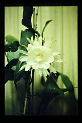 tanSF.D08-02_13()