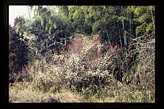 tanSF.D08-07_13()