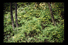 tanSF.D09-01_21()