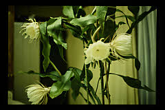 tanSF.D09-10_22()