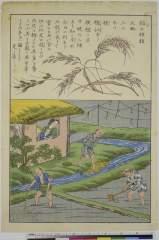 RV-2732-31m明治・・国輝〈2〉「稲の種類」