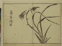 RV-2689-34宝暦１２・・寒葉斎（建部綾足）「蘭秀侵風」、（かせのらん）