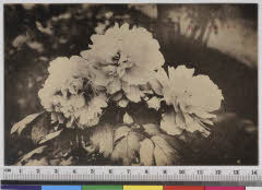 YMRa-027_11(奈良県桜井市初瀬731-1)