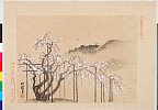 arcUP2365明治２７・03・山田松渓「平安諸大家名所画譜」「十一」〔松渓筆祇園垂糸桜ノ図〕