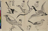 GNV-E_2003-0025・・「鴨」「☆（只＋鳥）」「川原雀」「鵙」