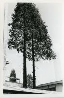 fnp01_074(京都府京都市下京区新町通仏光寺上ル船鉾町)