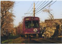 nkmr3_242(京都府京都市右京区宇多野法安寺町_桜のトンネル)