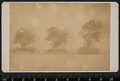 sol-J-05-08-03明治・「鬘」