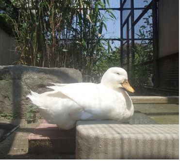 家鴨について